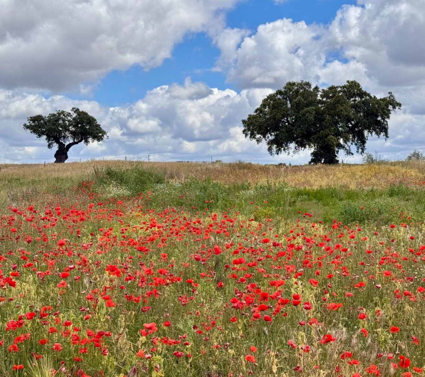 Mohnblumenwiese mit Baum - Systemische Paar-, Familien- und Einzelberatung